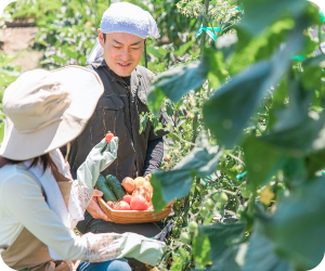 野菜収穫